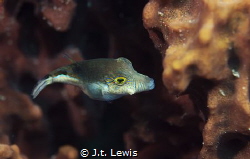 Sharpnose Puffer by J.t. Lewis 